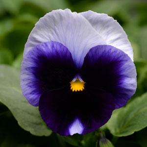 Виола виттрока (Viola wittrockiana) Виола виттрока (Viola wittrockiana)