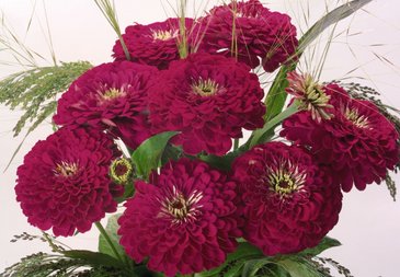 Цинния изящная (Zinnia elegans)