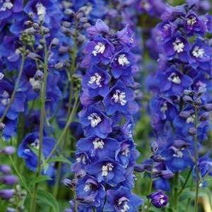 Дельфиниум высокий (Delphinium elatum) Дельфиниум высокий (Delphinium elatum)