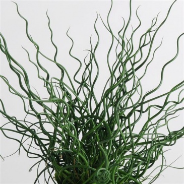 Ситник развесистый (Juncus effusus spiralis) Ситник развесистый (Juncus effusus spiralis)