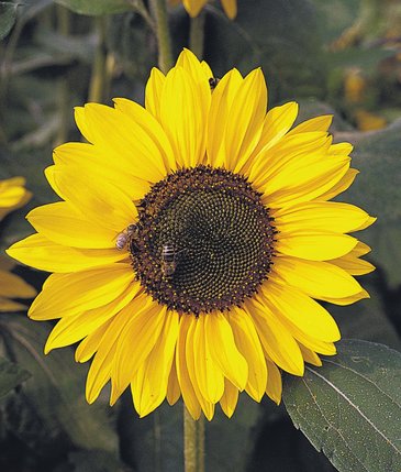 Подсолнечник летний (Helianthus annuus)