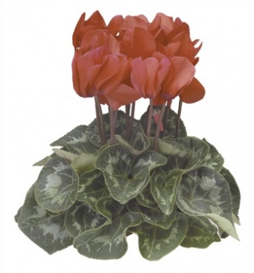 Цикламен персидский (Cyclamen persicum)