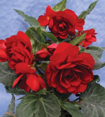 Бегония клубневая махровая (Begonia tuberhybrida) Бегония клубневая махровая (Begonia tuberhybrida)