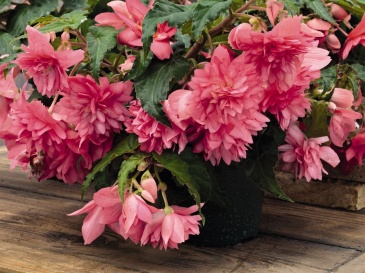 Бегония гибридная ампельная (зеленая листва) (Begonia hybrida) Бегония гибридная ампельная (зеленая листва) (Begonia hybrida)