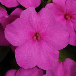 Бальзамин Уоллера (Impatiens walleriana) Бальзамин Уоллера (Impatiens walleriana)