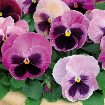 Виола виттрока (Viola wittrockiana) Виола виттрока (Viola wittrockiana)