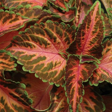 Колеус гибридный (Coleus х hybrida) Колеус гибридный (Coleus х hybrida)