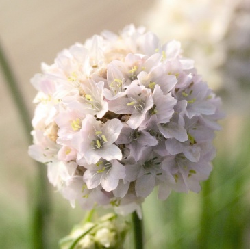 Армерия морская (Armeria maritima)