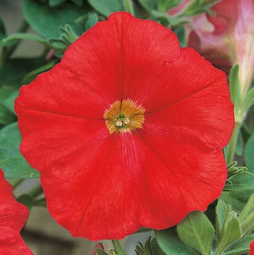 Петуния ампельная гибридная (Petunia х hybrida)