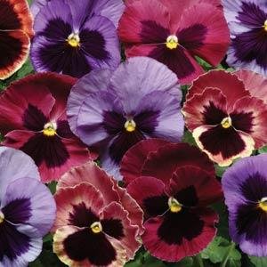 Виола виттрока (Viola wittrockiana) Виола виттрока (Viola wittrockiana)