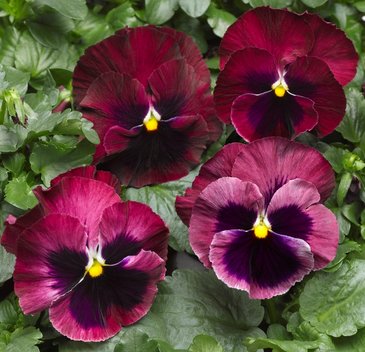 Виола Виттрока (Viola wittrockiana) Виола Виттрока (Viola wittrockiana)