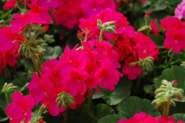 Герань (пеларгония садовая) (Pelargonium x hortorum)