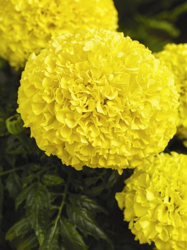 Бархатцы прямостоячие (Tagetes erecta)