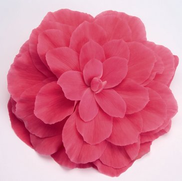 Бегония клубневая махровая (Begonia tuberhybrida)