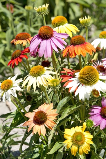 Эхинацея пурпурная (Echinacea purpurea)