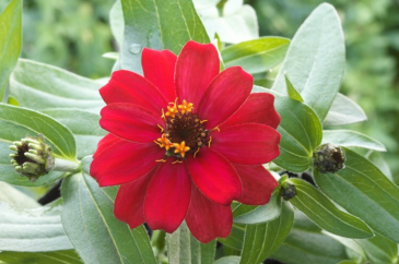 Цинния изящная (Zinnia elegans) Цинния изящная (Zinnia elegans)