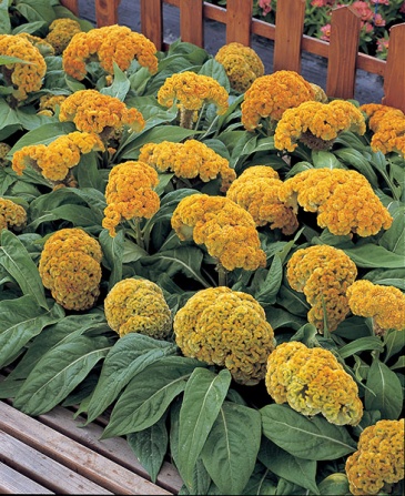 Целозия гребенчатая (Celosia cristata)