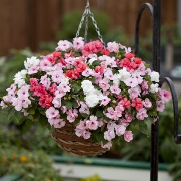 Бальзамин уоллера (Impatiens walleriana)