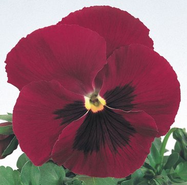 Виола виттрока (Viola wittrockiana)