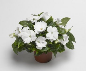 Бальзамин новогвинейский (Impatiens New Guinea)
