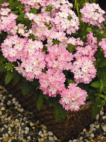 Вербена гибридная (Verbena hybrida)