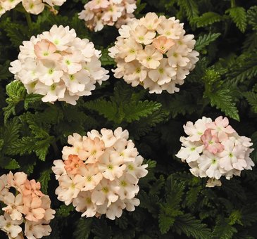 Вербена гибридная (Verbena hybrida)
