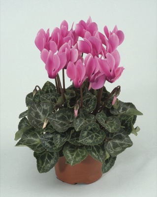 Цикламен персидский (Cyclamen persicum)