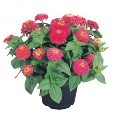 Цинния изящная (Zinnia elegans)