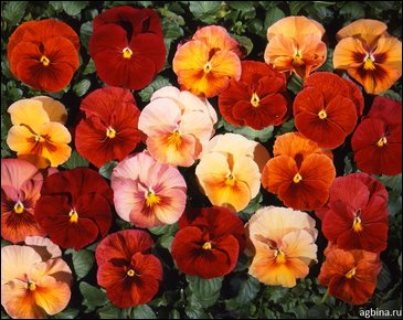 Виола Виттрока (Viola wittrockiana)