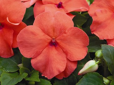 Бальзамин Уоллера (Impatiens walleriana)