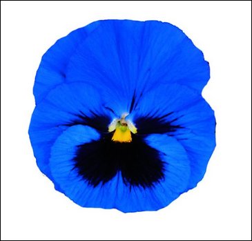 Виола Виттрока (Viola wittrockiana)