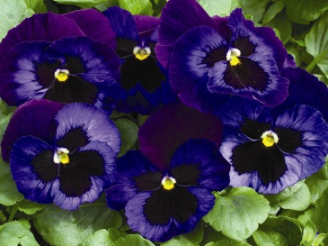 Виола Виттрока (Viola wittrockiana)