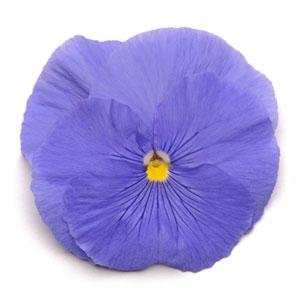 Виола виттрока (Viola wittrockiana) Виола виттрока (Viola wittrockiana)