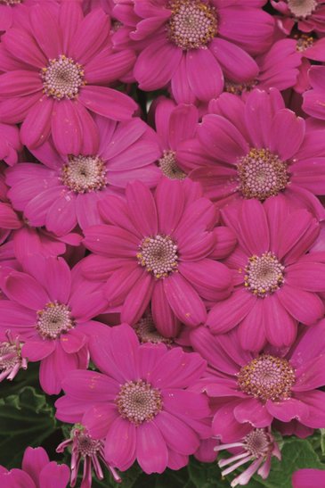 Цинерария гибридная (Pericallis cruenta)