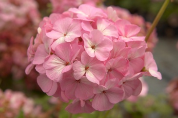 Герань (пеларгония садовая) (Pelargonium x hortorum)