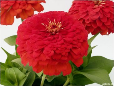 Цинния изящная (Zinnia elegans)