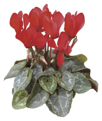 Цикламен персидский (Cyclamen persicum)