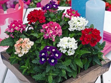 Вербена гибридная (Verbena hybrida)