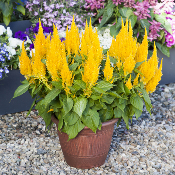 Целозия метельчатая (Celosia plumosa)