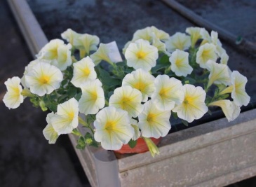 Петуния ампельная гибридная (Petunia x hybrida)