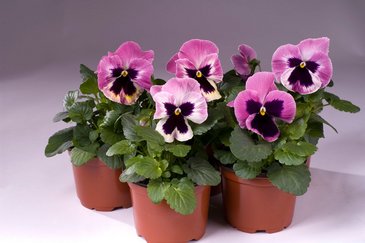 Виола Виттрока (Viola wittrockiana) Виола Виттрока (Viola wittrockiana)