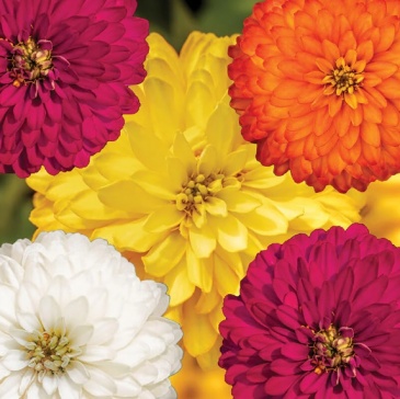 Цинния мариландская (Zinnia marylandica) Цинния мариландская (Zinnia marylandica)