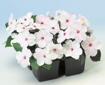 Бальзамин Уоллера (Impatiens walleriana) Бальзамин Уоллера (Impatiens walleriana)