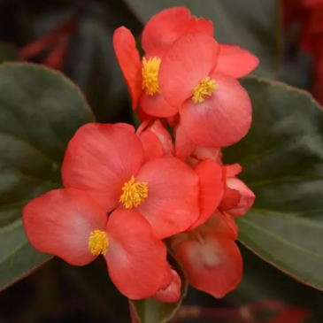 Бегония гибридная ампельная (бронзовая листва) (Begonia hybrida) Бегония гибридная ампельная (бронзовая листва) (Begonia hybrida)