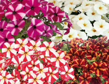 Петуния ампельная гибридная (Petunia x hybrida)