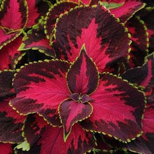 Колеус гибридный (Coleus х hybrida) Колеус гибридный (Coleus х hybrida)