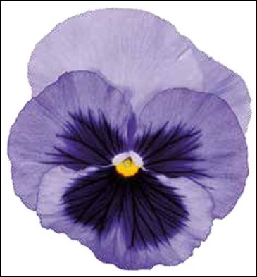 Виола Виттрока (Viola wittrockiana)