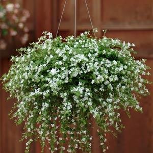 Бакопа (Сутера) сердцевидная (Sutera (Bacopa) cordata)