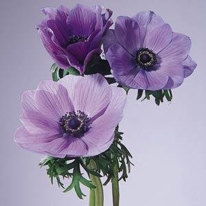 Анемона (Ветреница) корончатая (Anemone coronaria) Анемона (Ветреница) корончатая (Anemone coronaria)