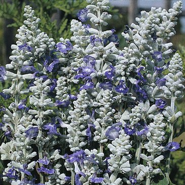 Шалфей мучнистый (Salvia farinacea)